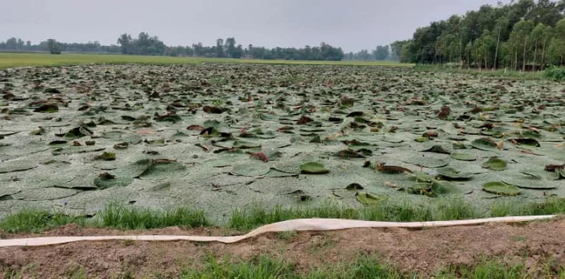 বাণিজ্যিকভাবে শুরু মাখনা চাষ