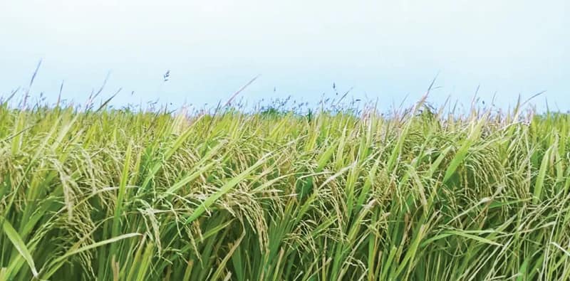 বৃষ্টিতে বোরোয় ধাক্কা, ফলন কমে চাপে নানুর ও লাভপুরের কৃষকরা