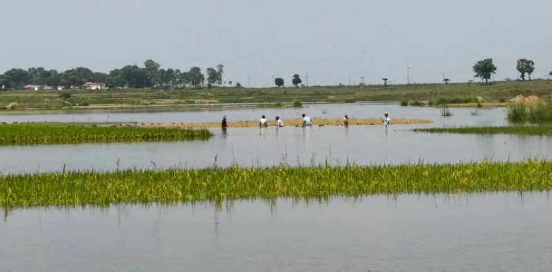 পুনর্ভবা নদীর জলস্তর বেড়ে কৃষিজমি জলের তলায়, ধান ও মসুরের ক্ষতি