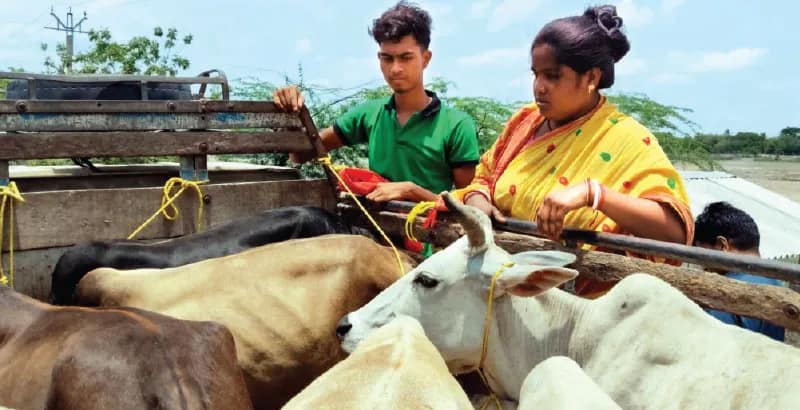 হিঙ্গলগঞ্জে অবৈধ গোরু পাচার রুখলেন বিধায়ক