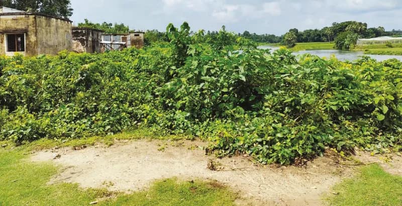 সীমান্ত সুরক্ষায় উদ্যোগ রাজ্যের, বন্ধ হবে দুষ্কৃতী দৌরাত্ম্য স্বস্তির নিঃশ্বাস ফেলছেন বনগাঁর বাসিন্দারা