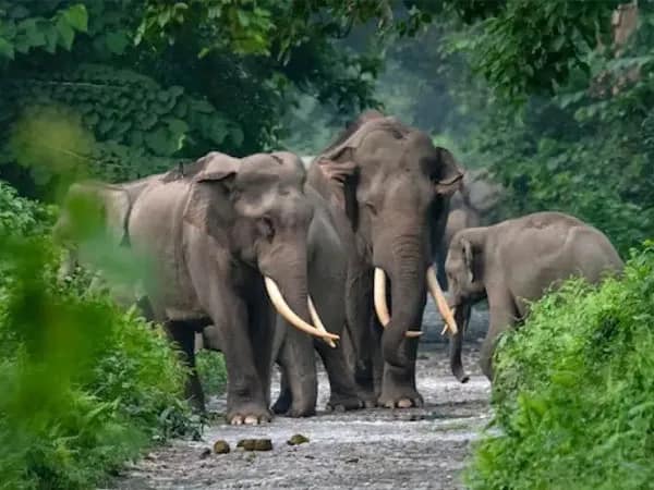 হাতিমৃত্যু ঠেকাতে চাপরামারি জঙ্গলে বসল আধুনিক ডিভাইস