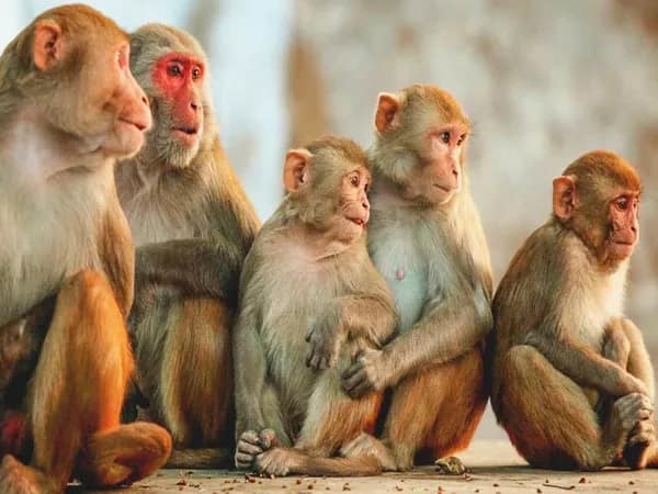 অসুস্থ হনুমানকে খাওয়াতে গিয়ে জখম