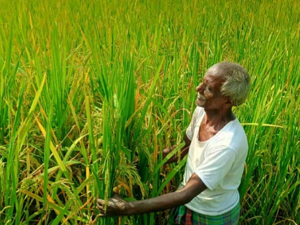 পর্যাপ্ত বৃষ্টির অভাবে চাষিরা শুরু করতে পারছেন না আমনের চাষ