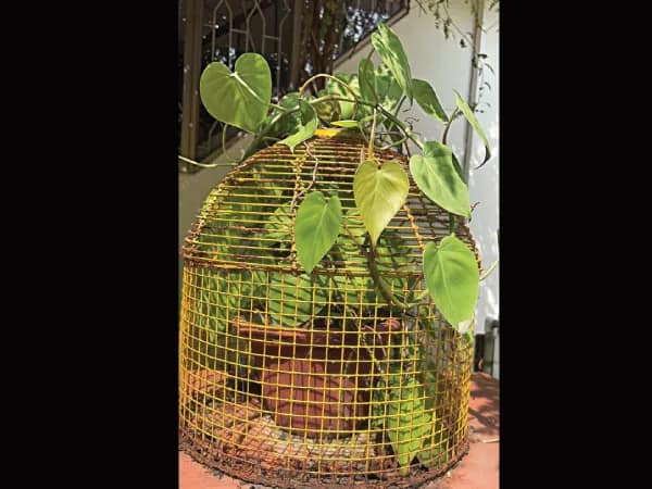 উত্তর ২৪ পরগনায় বিলি হবে ১ লক্ষ ২০ হাজার গাছের চারা