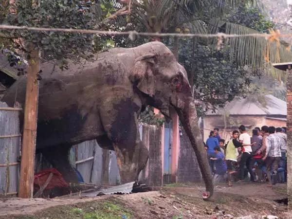 বিশ্ববিদ্যালয়ে হাজির হাতি, রাতভর ডিপার্টমেন্ট, হস্টেল ঘুরে ক্যাম্পাসেই ঘাঁটি