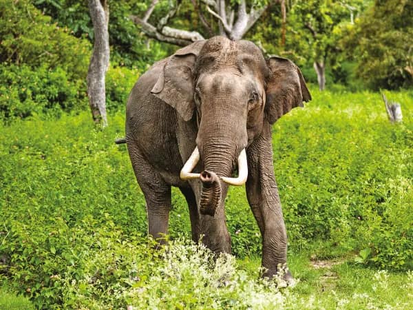 আপালচাঁদে জ্বালানি সংগ্রহে গিয়ে হাতির আক্রমণে দু’জনের মৃত্যু