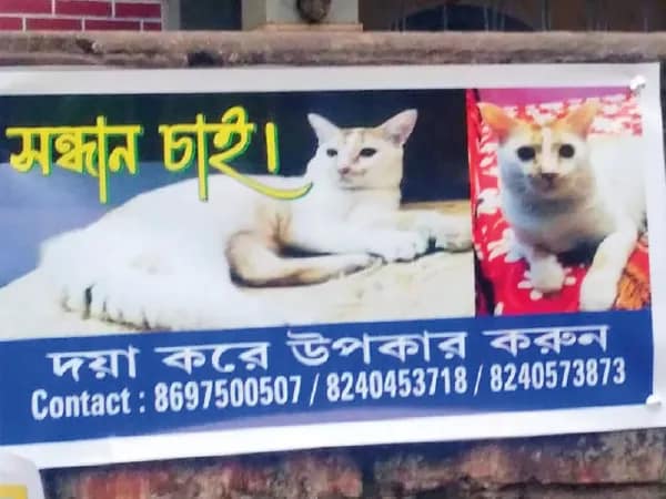 টমটমকে খুঁজে দিতে পোস্টার বেনজির &lsquo;সন্ধান চাই&rsquo; বিজ্ঞাপন