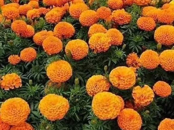 ভালো বাজারের আশা, হিমঘরে মজুত ৫০ হাজার কেজি গাঁদাফুল