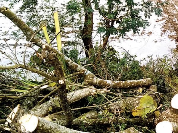 পল্লিশ্রী-সাহেবনগর রাস্তার দু&rsquo;ধারে মূল্যবান গাছ কেটে সাফ দুষ্কৃতীদের