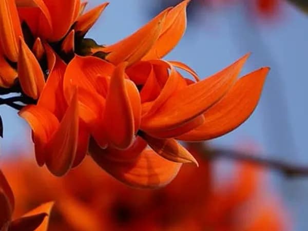 ফোটেনি পলাশ, বাগদেবীর আরাধনায় ভরসা কুঁড়িই