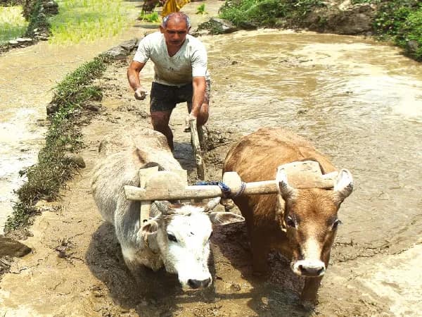 বরাদ্দ কমেছে চার হাজার কোটি, কৃষিক্ষেত্রে গুচ্ছ ঘোষণার রূপায়ণ নিয়ে প্রশ্ন