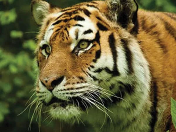 বাঘের আতঙ্ক, ঘনঘন লোডশেডিংয়ে সমস্যায় মৈপীঠের ছাত্রছাত্রীরা