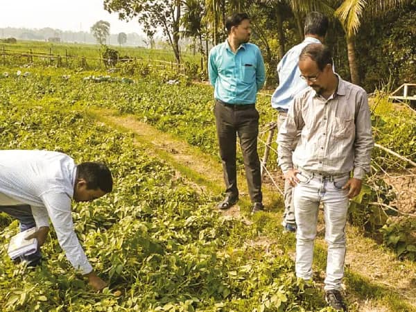 কুয়াশা আর মেঘলা আবহাওয়ায় হুগলিতে রোগে আক্রান্ত আলু গাছ