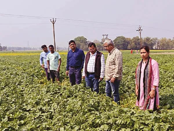 আলুর ডাঁটা পচা রোগে ফলন খুব&nbsp; কমবে না, জানালেন বিশেষজ্ঞরা