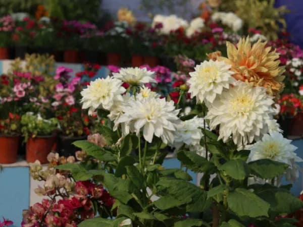 ফুলচাষ বাড়াতে উদ্যানপালন দপ্তরের উদ্যোগ&nbsp;