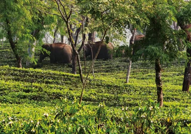 চা বাগানে ঢুকে পড়ল ৪টি হাতি, কালঘাম বনদপ্তরের