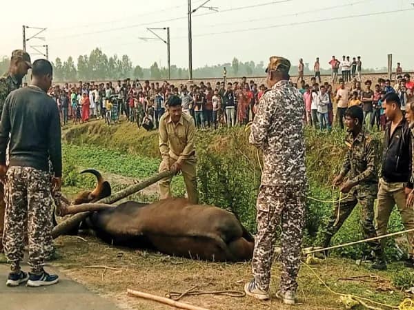 লোকালয়ে বাইসন, ঘুমপাড়ানি গুলি করে কাবু করল বনদপ্তর