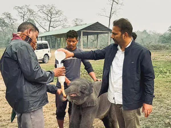 জলদাপাড়া হলং সেন্ট্রাল পিলখানায় নতুন অতিথি