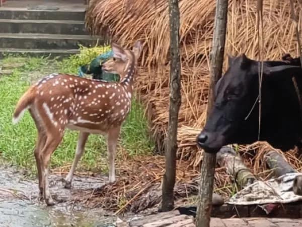 বনের হরিণ চলে এসেছে গ্রামে, ভিড় সুরেন্দ্রগঞ্জে