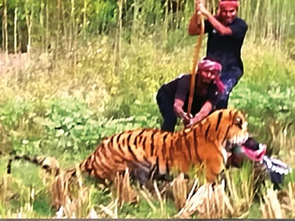 ঘুমপাড়ানি গুলি নয়, লাঠি হাতে অভিযান মৈপীঠে, বাঘের কামড়ে গুরুতর জখম বনকর্মী