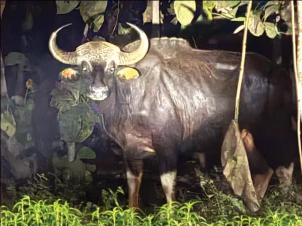 মাদারিহাটে লাইন হোটেলের পাশে রাতভর আস্তানা বাইসনের, আতঙ্ক