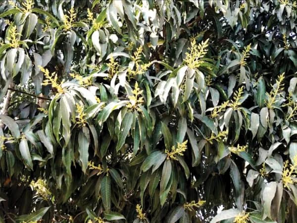আমের মুকুল ভালো এসেছে কালনায়,&nbsp;প্রচুর ফলনের আশা করছেন চাষিরা