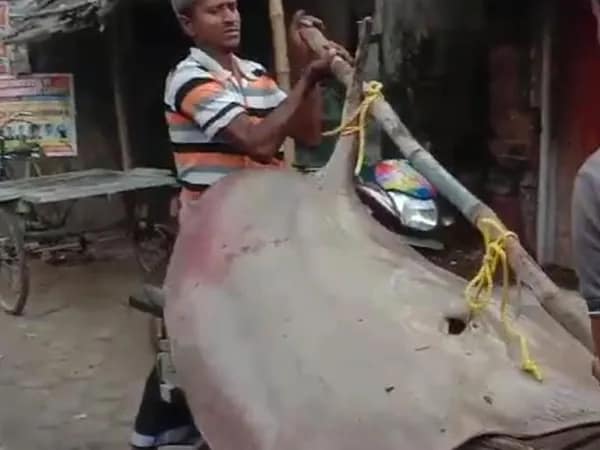 রায়মঙ্গল নদী থেকে ধরা পড়ল ৭৫ কেজি ওজনের শঙ্কর মাছ! 