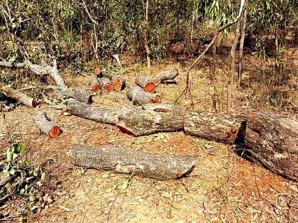 রামপুরহাটের হস্তিকাঁদা জঙ্গলে লাল চন্দন বাঁচানো নিয়ে চিন্তায় বনদপ্তর