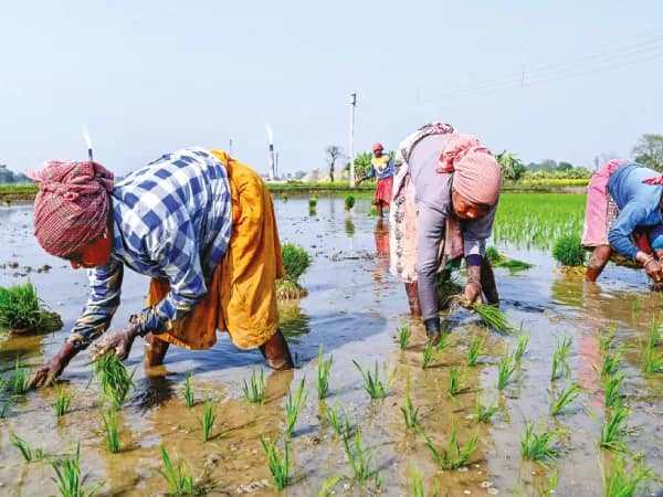 রবি মরশুমে কৃষকবন্ধু প্রকল্পে উপকৃত জেলার ১০ লক্ষ চাষি
&nbsp;