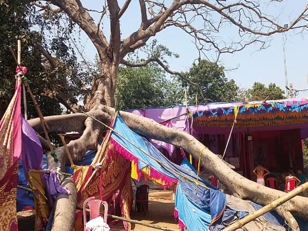 বুনিয়াদপুরে ফাটাকালী পুজোয় বটের ডাল ভেঙে জখম পাঁচ, দমকল ও পুরসভার ভূমিকায় ক্ষোভ, ভাড়ায় করাত এনে আহতদের উদ্ধার