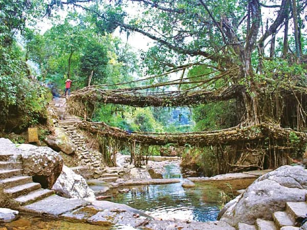 জীবন্ত সেতুর দেশে