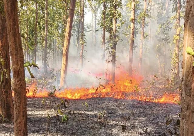 খরগোশ ধরতে ঝাড়গ্রামের জঙ্গলে আগুন, পুড়ল বহু গাছ