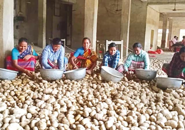 মালদহে উৎপাদিত পোখরাজ আলুর জিআই ট্যাগের আবেদন&nbsp;
