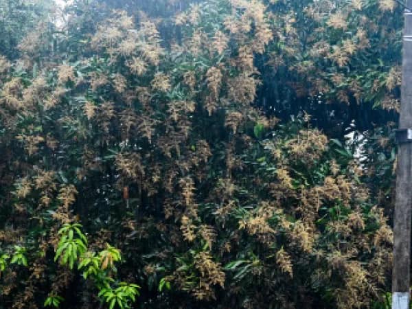 সুরার গ্লাসে নতুন স্বাদ! মালদহের&nbsp; &nbsp;আম দিয়ে ওয়াইন তৈরির উদ্যোগ