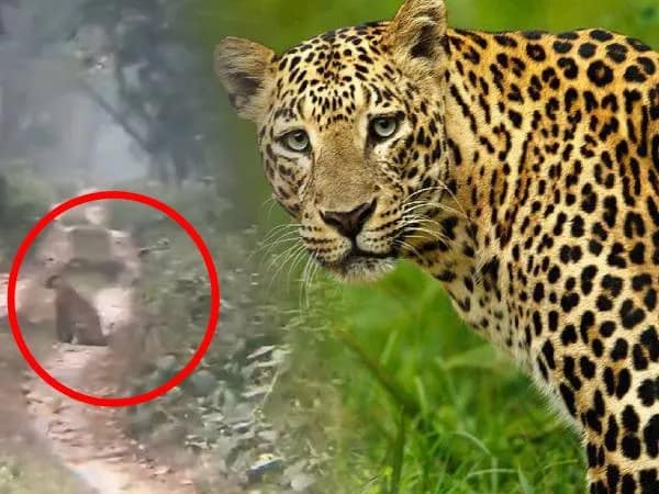 গোরুমারায় জঙ্গল সাফারিতে চিতাবাঘ দর্শন, আত্মারাম খাঁচাছাড়া পর্যটকদের