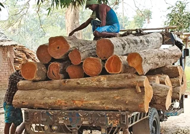 বাজেয়াপ্ত দু&rsquo;হাজার সিএফটি চোরাই কাঠ
