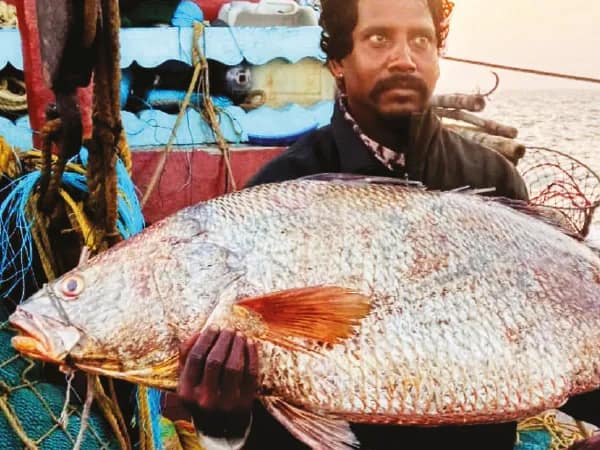 দু&rsquo;টি তেলিয়া ভোলার দাম উঠল সাড়ে ৪ লক্ষ