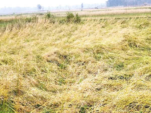 অসময়ে ঝড় ও শিলাবৃষ্টি সাঁকরাইলে, খেতে থাকা সব্জি ও সর্ষের দফারফা