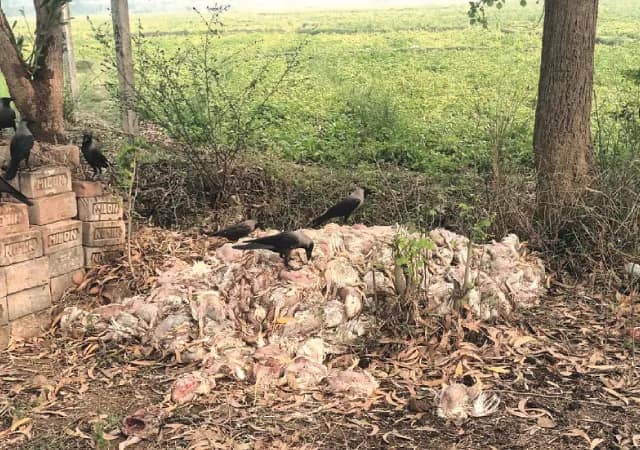 মঙ্গলকোটের বনকাপাশিতে রাস্তার ধারে প্রচুর মরা মুরগি, সংক্রমণ ছড়ানোর আশঙ্কা