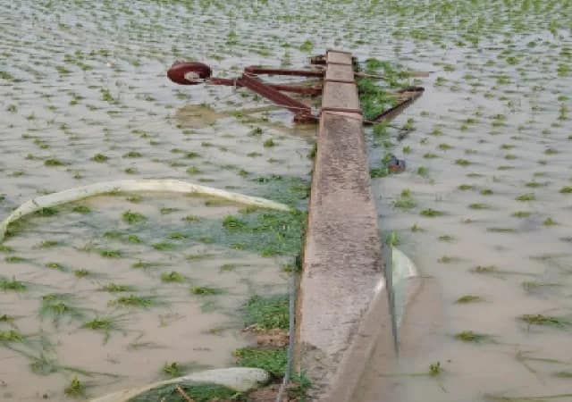 তিন মাস পর বৃষ্টিতে রবিশস্য এবং আলুর ক্ষতি নিয়ে চিন্তায় কৃষিমহল