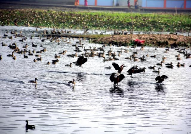এবার দেশি সরাল ছাড়া অন্য পরিযায়ী পাখির দেখাই মিলল না সাঁতরাগাছিতে