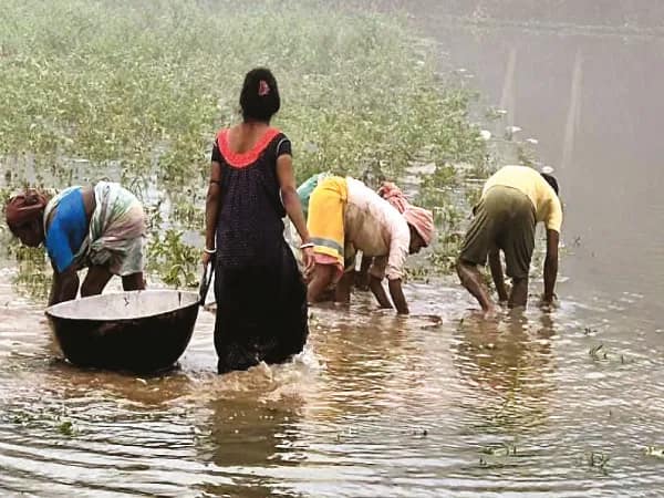ডিভিসির ক্যানেলের জলে সোনামুখীতে ডুবল ৫০ বিঘার ফসল, বিপাকে চাষিরা&nbsp;