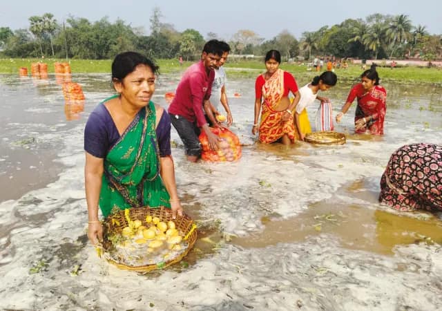 আচমকা নদী বাঁধ ভেঙে প্লাবিত খানাকুলের কয়েকশো বিঘা জমি