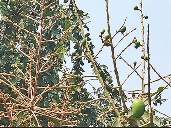 বৃষ্টিতে ঝড়ে পড়ল মুকুল, ক্ষতির মুখে আমচাষিরা