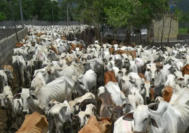 পুরনো পদ্ধতিতেই চলছে গোরুপাচার