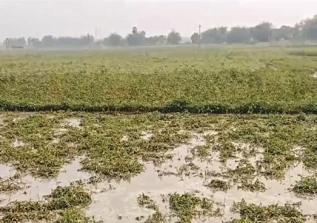 বৃষ্টিতে জমিতে জমেছে জল জামালপুরের চাষিদের মাথায় হাত