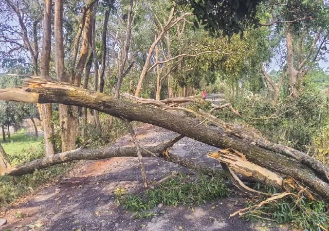 প্রবল ঝড়বৃষ্টিতে লন্ডভন্ড জেলা,&nbsp;গাছ ভেঙে বিচ্ছিন্ন যোগাযোগ ব্যবস্থা