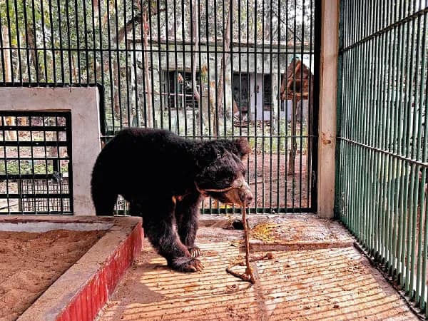 বাঁকুড়ায় উদ্ধার হওয়া ভাল্লুকের ঠাঁই ঝাড়গ্রামের চিড়িয়াখানায়