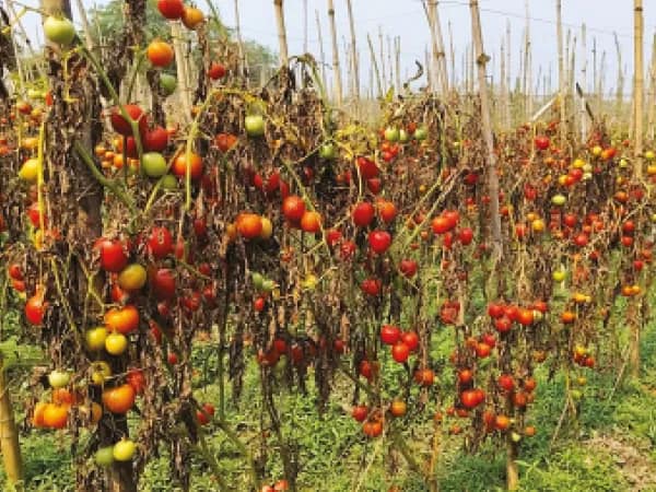 পাইকারি বাজারে দাম নেই, গাছে পচছে কুইন্টাল কুইন্টাল টম্যাটো